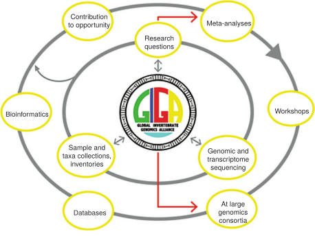 GIGA workflow